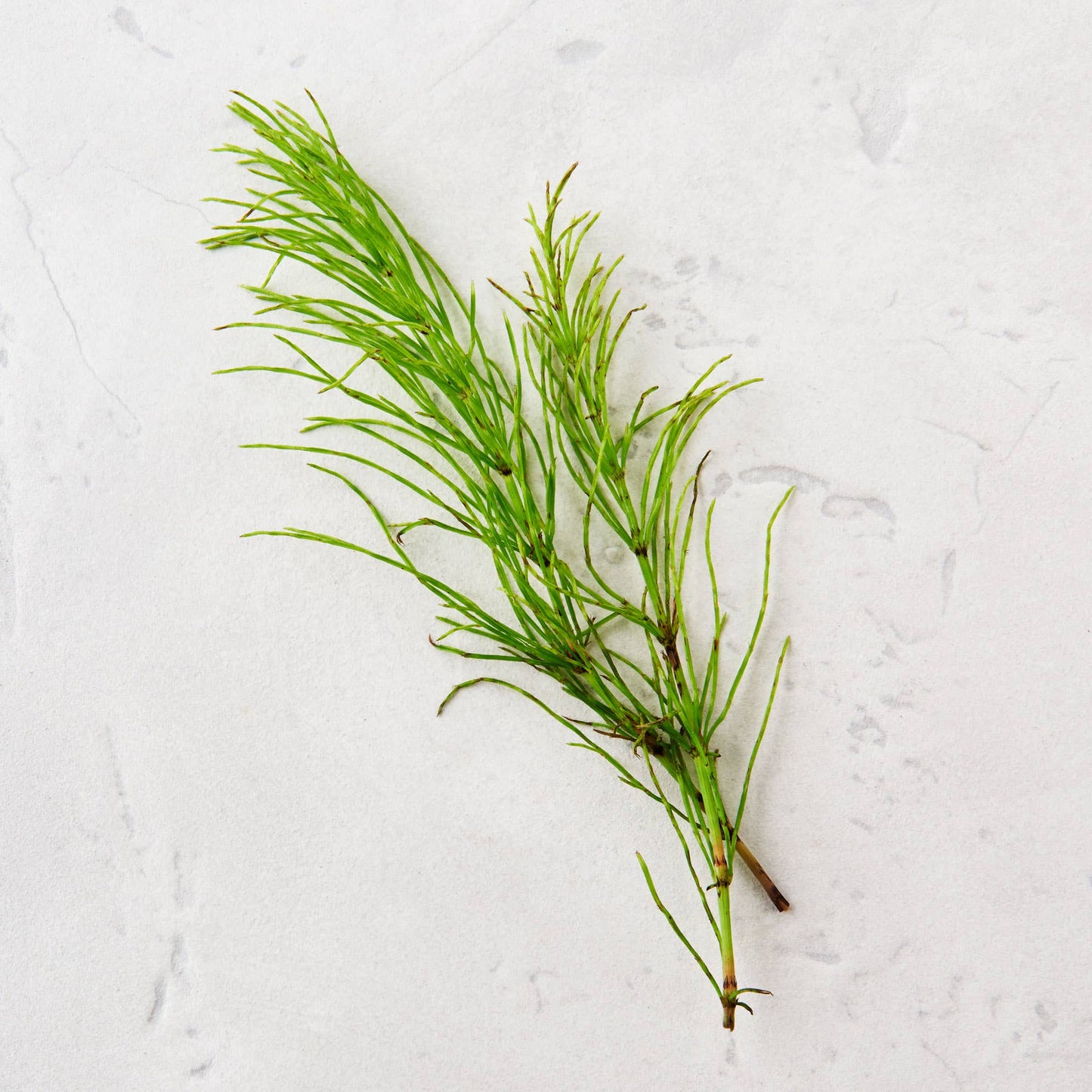 
                  
                    Green plant branch on a textured white background
                  
                
